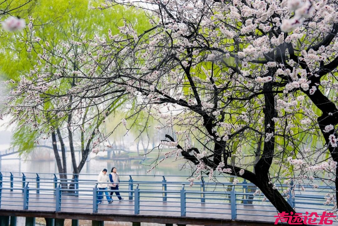 别辜负春光！太白湖新区即将开启赏花模式-8.jpg