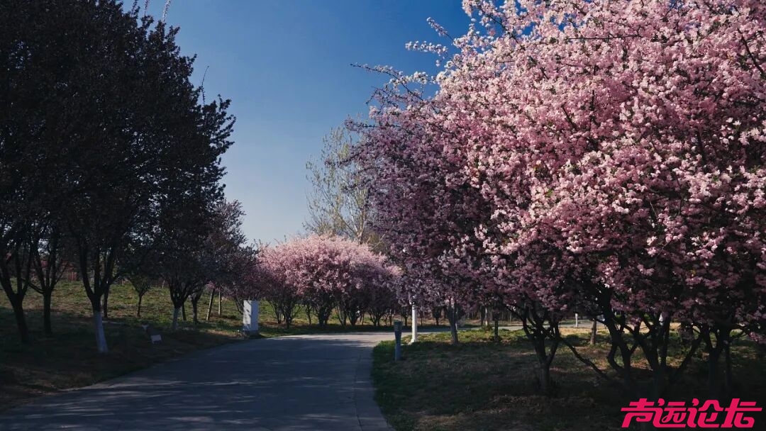 别辜负春光！太白湖新区即将开启赏花模式-11.jpg