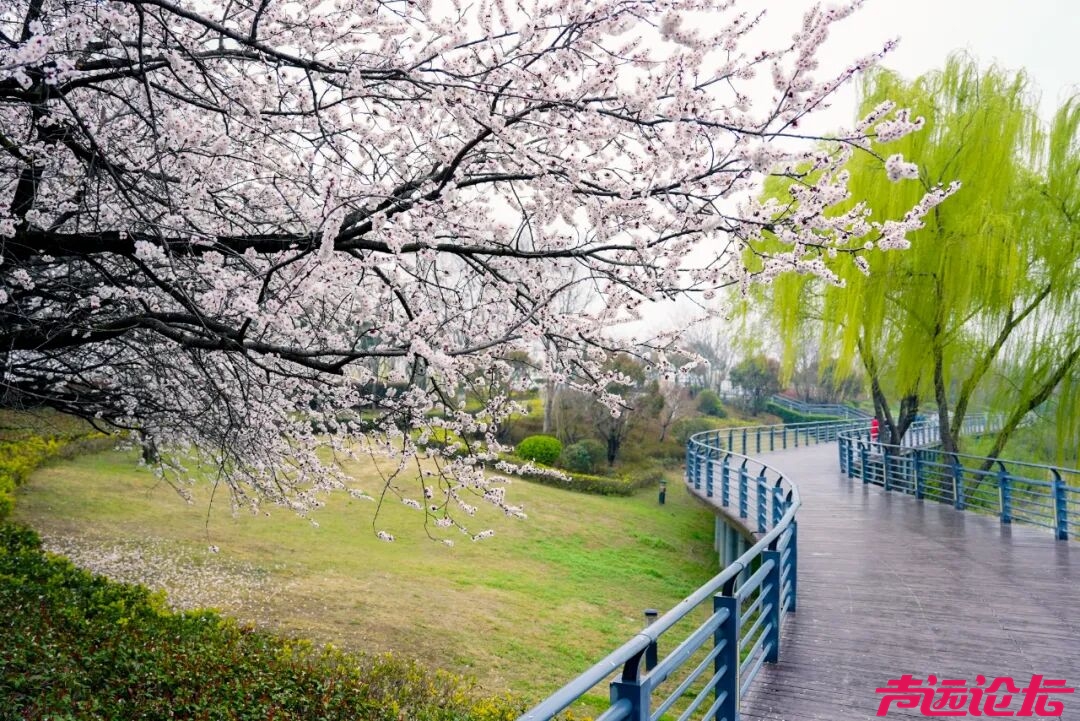 别辜负春光！太白湖新区即将开启赏花模式-10.jpg