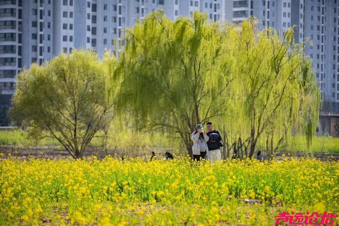别辜负春光！太白湖新区即将开启赏花模式-17.jpg
