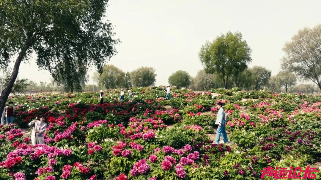 别辜负春光！太白湖新区即将开启赏花模式-16.jpg