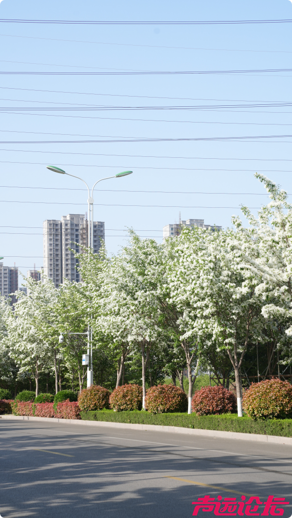 别辜负春光！太白湖新区即将开启赏花模式-21.jpg