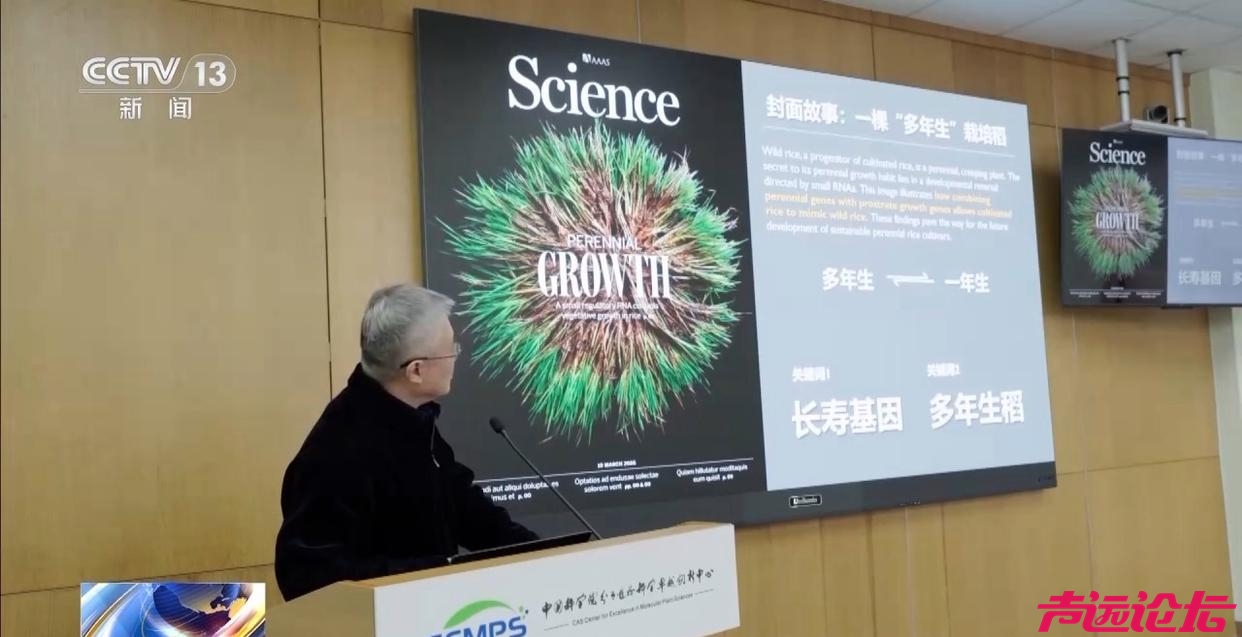 种一次收多年！我国培育出“长寿水稻”-3.jpg