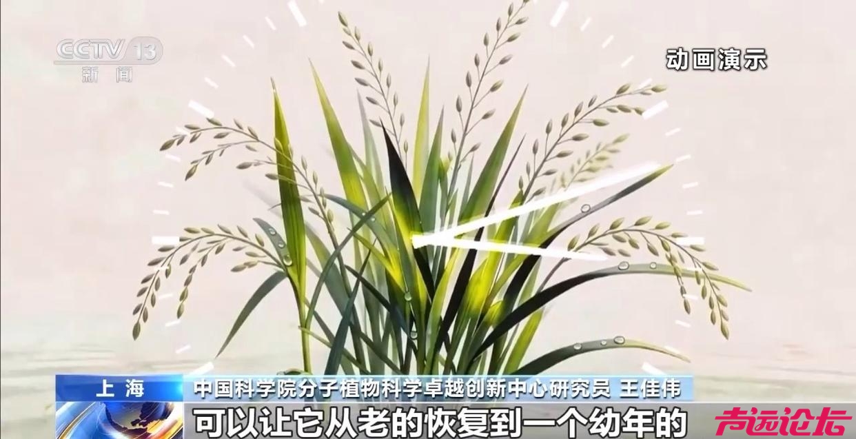 种一次收多年！我国培育出“长寿水稻”-2.jpg