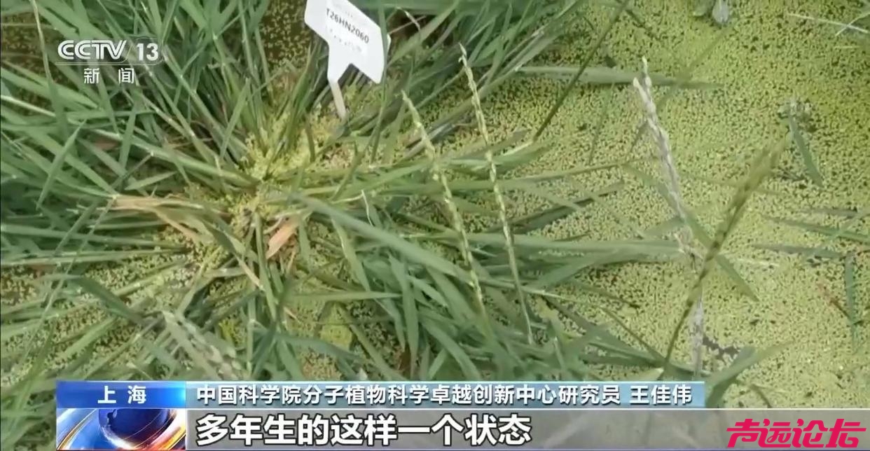 种一次收多年！我国培育出“长寿水稻”-4.jpg