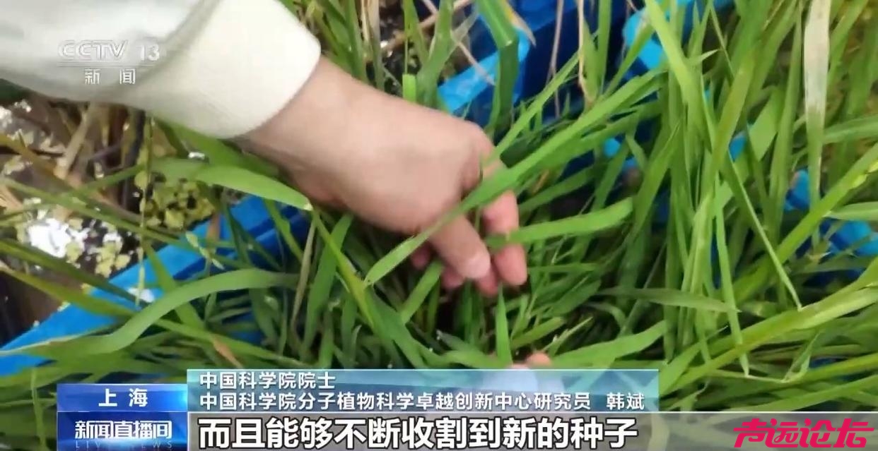 种一次收多年！我国培育出“长寿水稻”-5.jpg