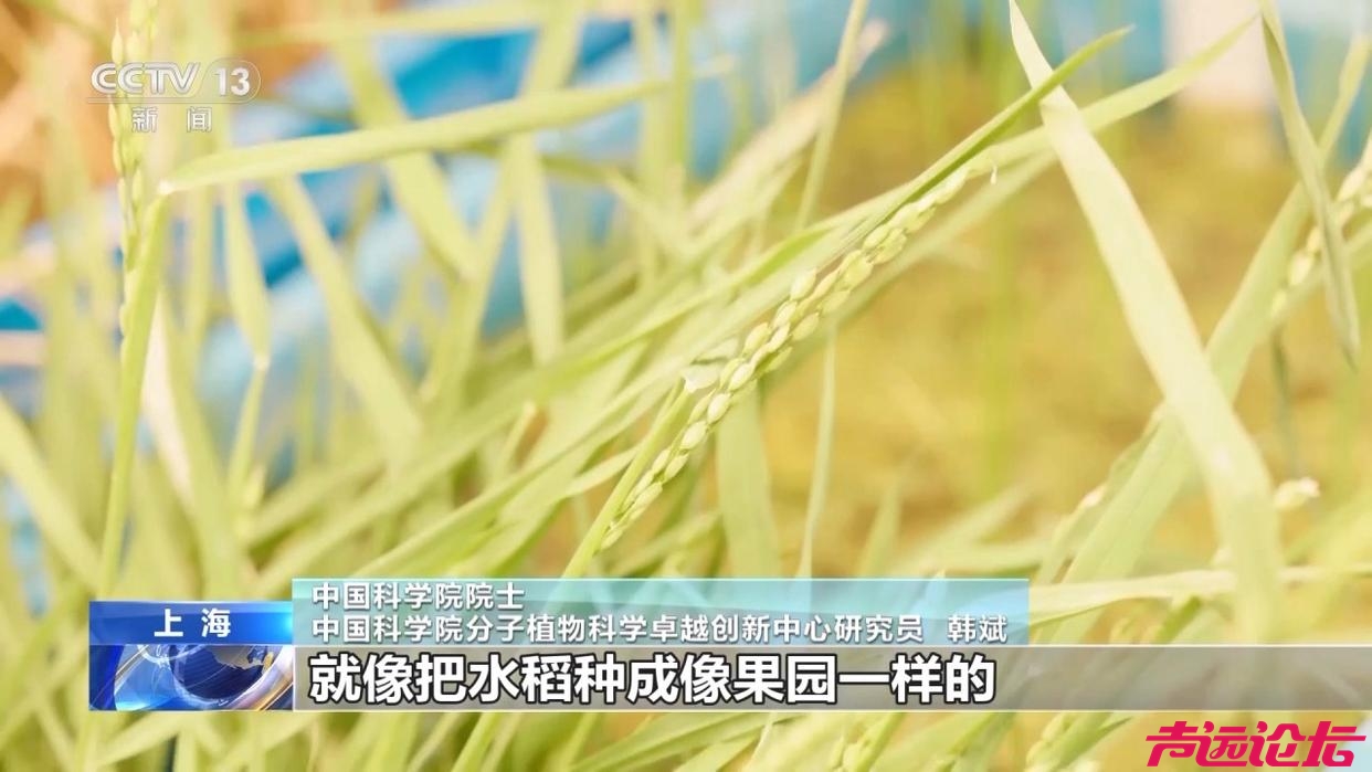 种一次收多年！我国培育出“长寿水稻”-7.jpg