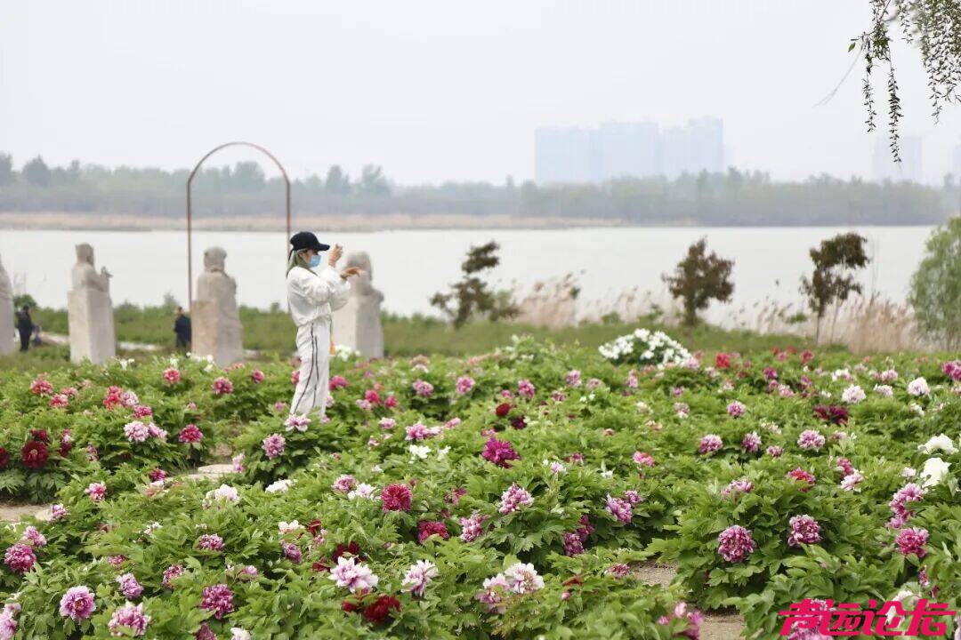 60万株牡丹静待盛放 太白湖牡丹花会将于4月1日迎客-3.png
